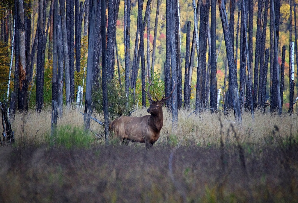 Изюбр